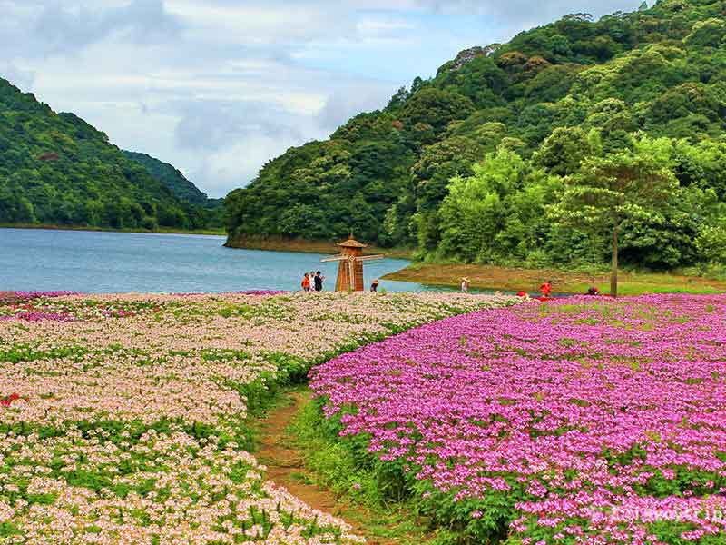 【从化】入住毅华温泉酒店、浸泡河畔温泉、免费健身房、天适樱花悠乐园赏樱花 、品流溪河全鱼宴二天游